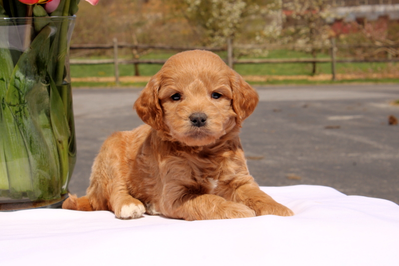 puppy, for, sale, Mini Goldendoodle F2, Matthew B. Stoltzfus, dog, breeder, Gap, PA, dog-breeder, puppy-for-sale, forsale, nearby, find, puppyfind, locator, puppylocator, aca